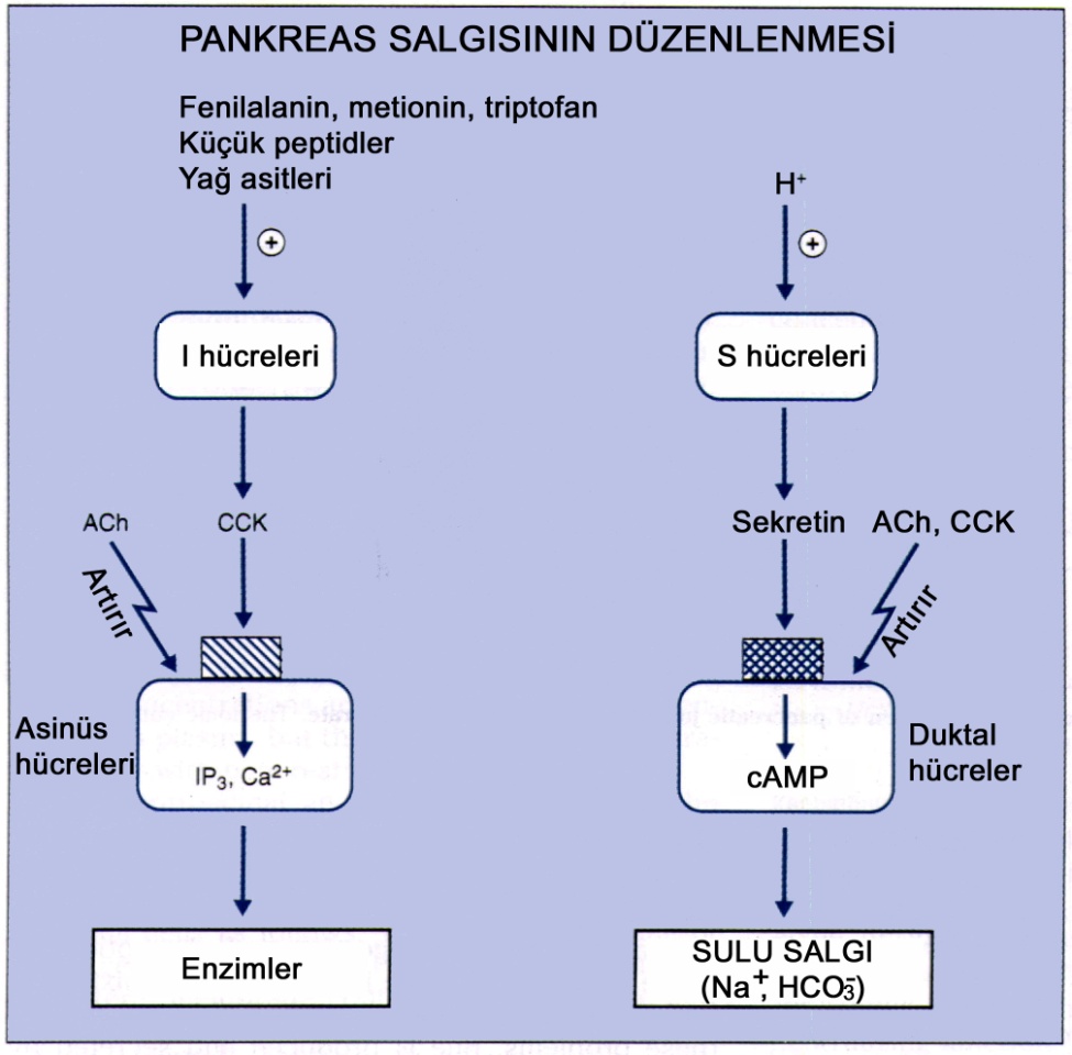G:\isbelgeler\mersin\asetet arşivi\metabolizma\sindirim sistemi\pankreas salgı düzenleme.jpg