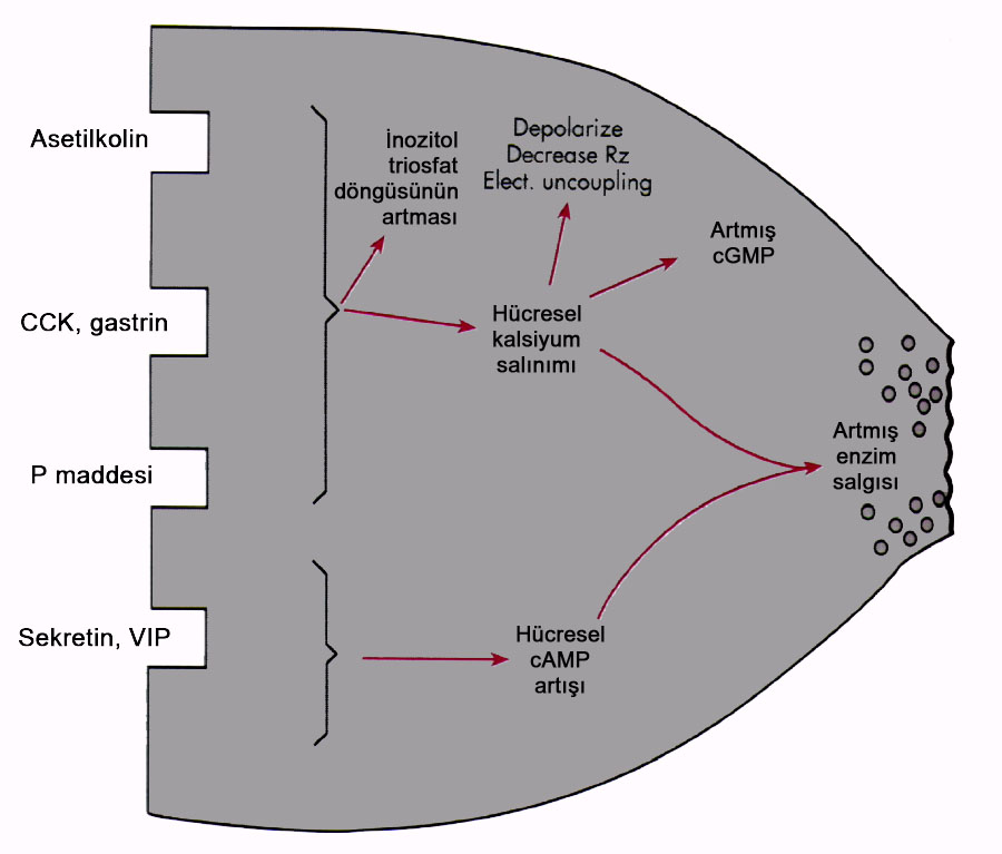 G:\isbelgeler\mersin\asetet arşivi\metabolizma\sindirim sistemi\MOTIL7.JPG