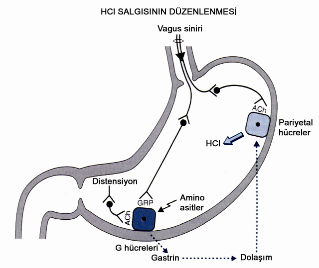 G:\isbelgeler\mersin\asetet arşivi\metabolizma\sindirim sistemi\HCL düzenlenmesi.JPG